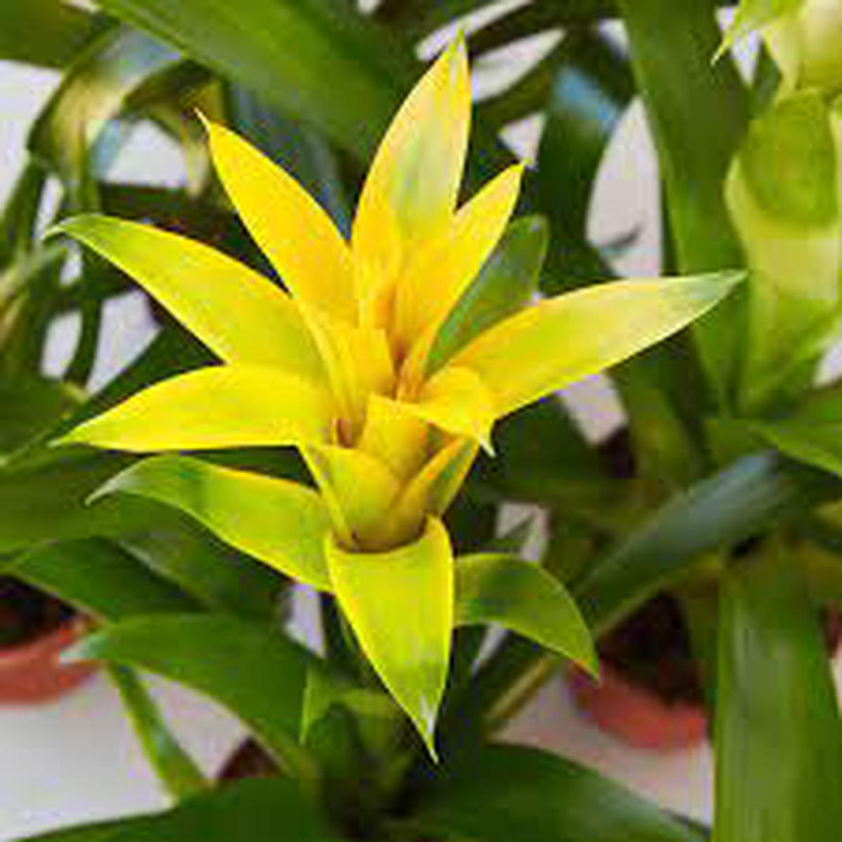 Yellow Bromeliad Tillandsia Bulbosa Plant Seeds for Planting Heirloom, Non-GMO, High Germination Tropical Air Plant Seeds