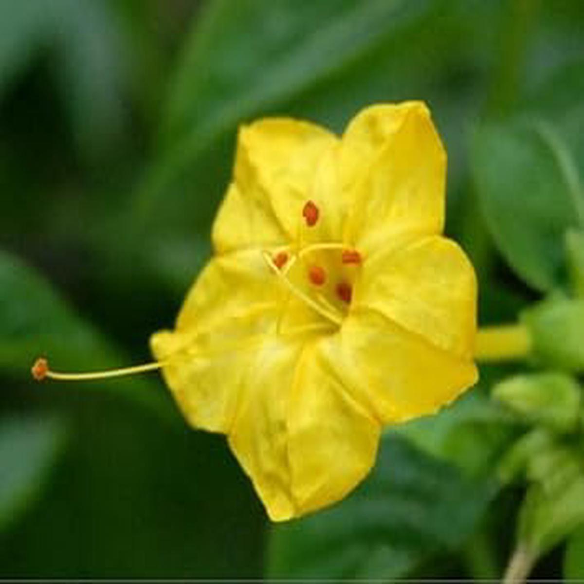 Yellow Huang Moli Flower seeds for Planting - Cut Flower Favorite, Heirloom & GMO Free Seeds for Home Garden