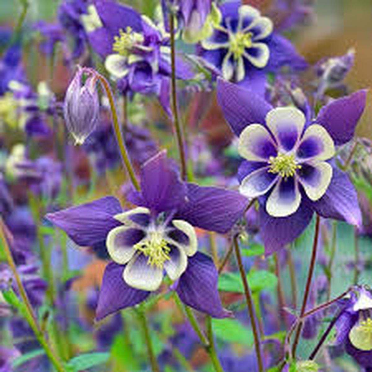 Aquilegia Flower Seeds for Planting Purple Sun Loving, Heirloom, Non-GMO, High Germination Organic Garden Seeds