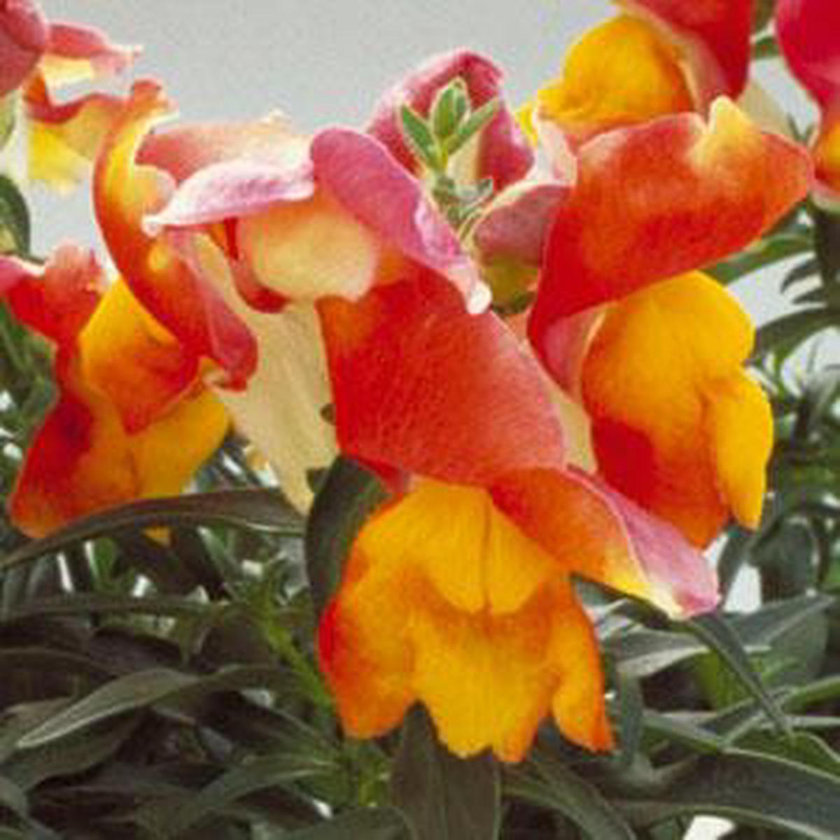 Bi-Color Orange & Yellow Snapdragon Flower Seeds Vivid Two-Tone Blooms