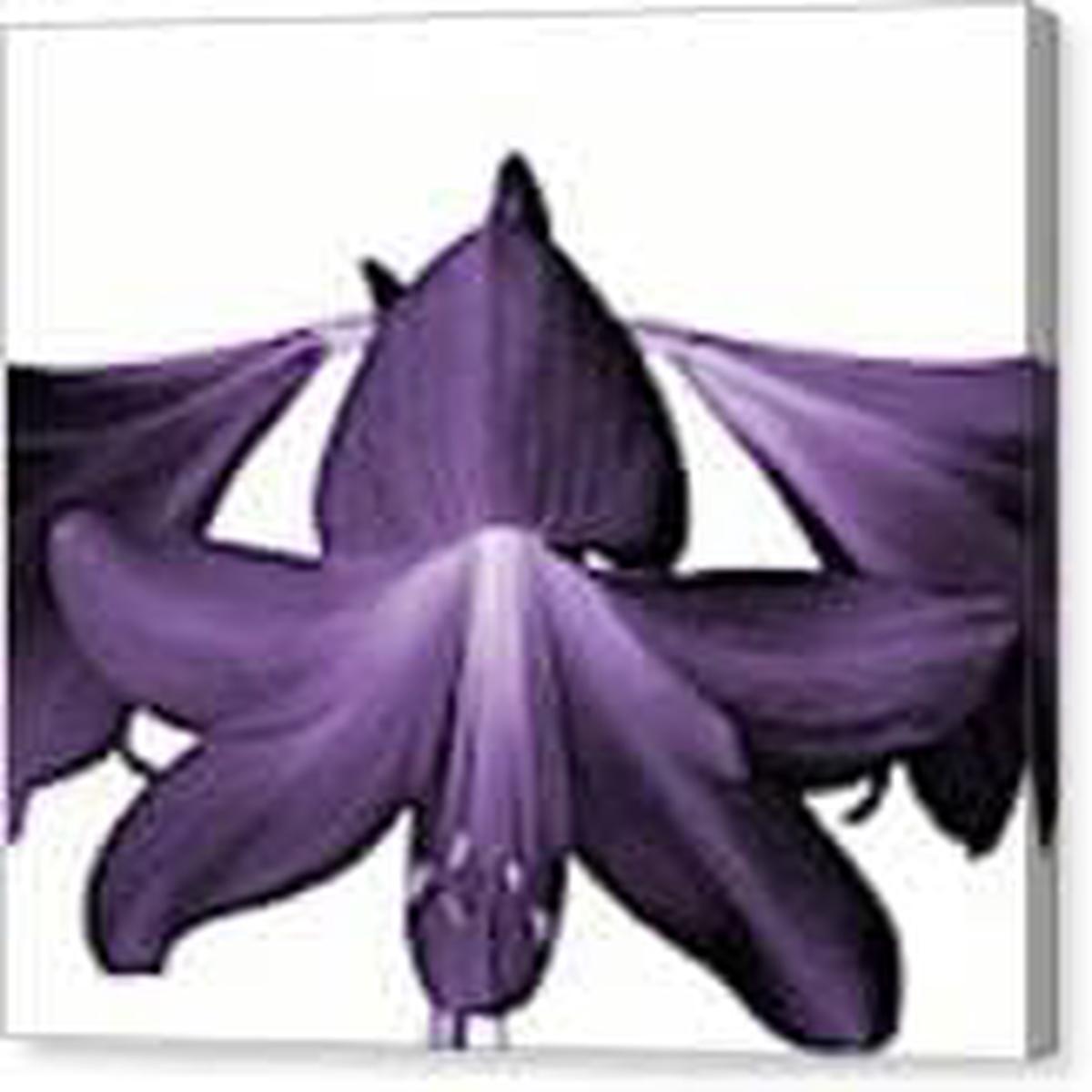 Black Amaryllis Flower Seeds for Planting Heirloom, Non-GMO, High Germination Organic Garden Seeds