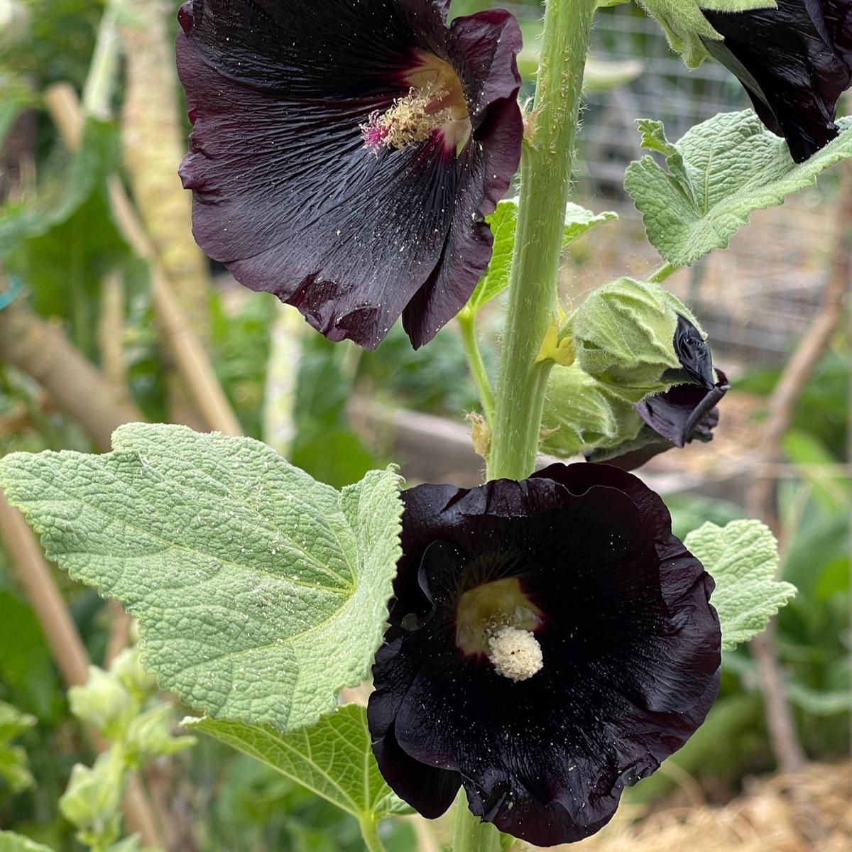Black Prince Hollyhock Flower Seeds for Planting Heirloom, Non-GMO, Easy to Grow, Perennial