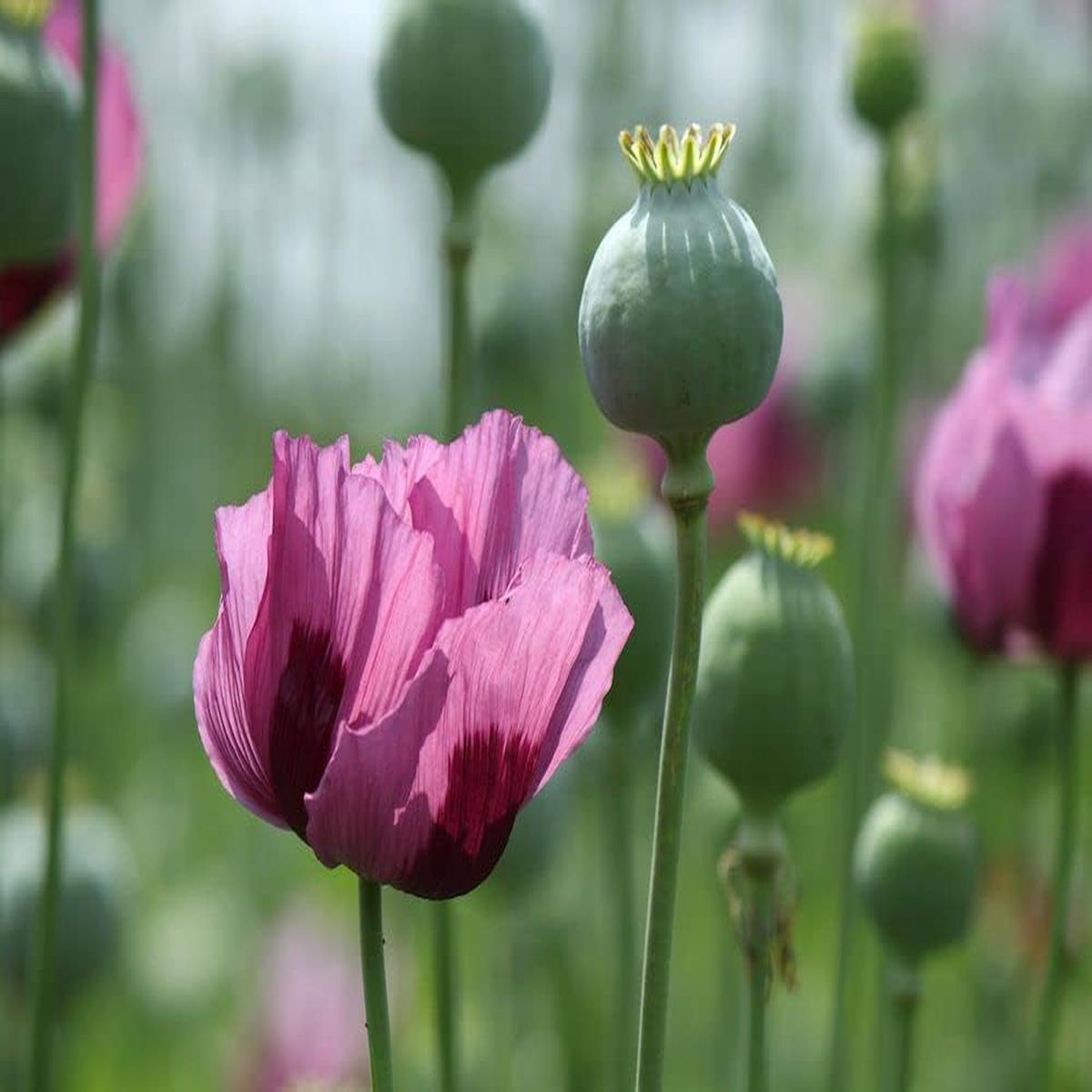 Blooming Poppy Petal Flowers Diy Garden Plants Flower Seeds Home Garden Planting, Colorful