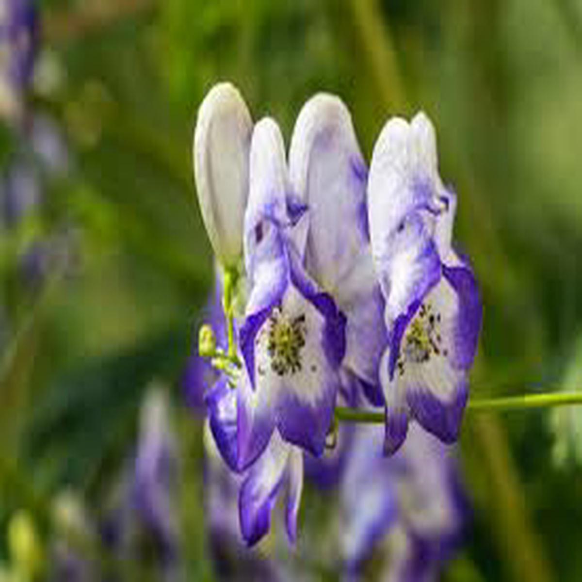 Blue Aconitum Flower Seeds for Planting Heirloom Non-GMO High Germination Monkshood Blooms