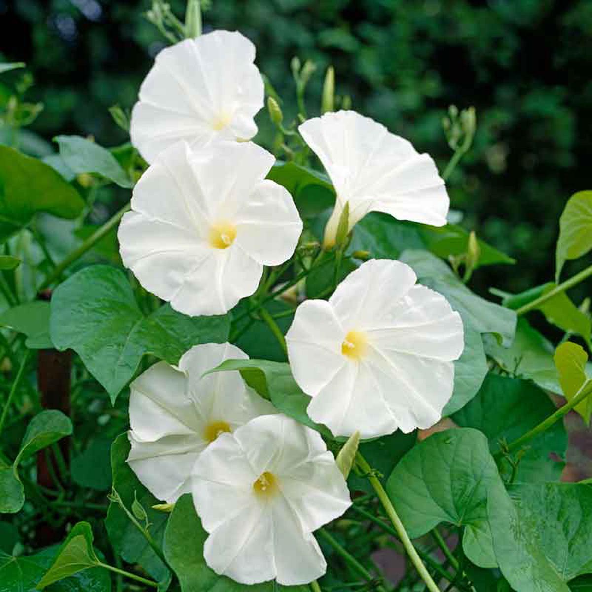 Bulk Morning Glory Seeds - Pearly Gates