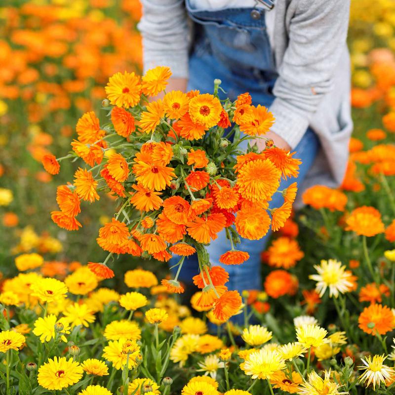 Calendula Seeds - Balls Improved Orange