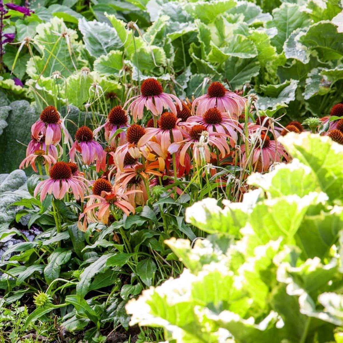 Coneflower (Echinacea Purpurea) Seeds for Planting Heirloom, Non-GMO, Perennial, Eco-Friendly