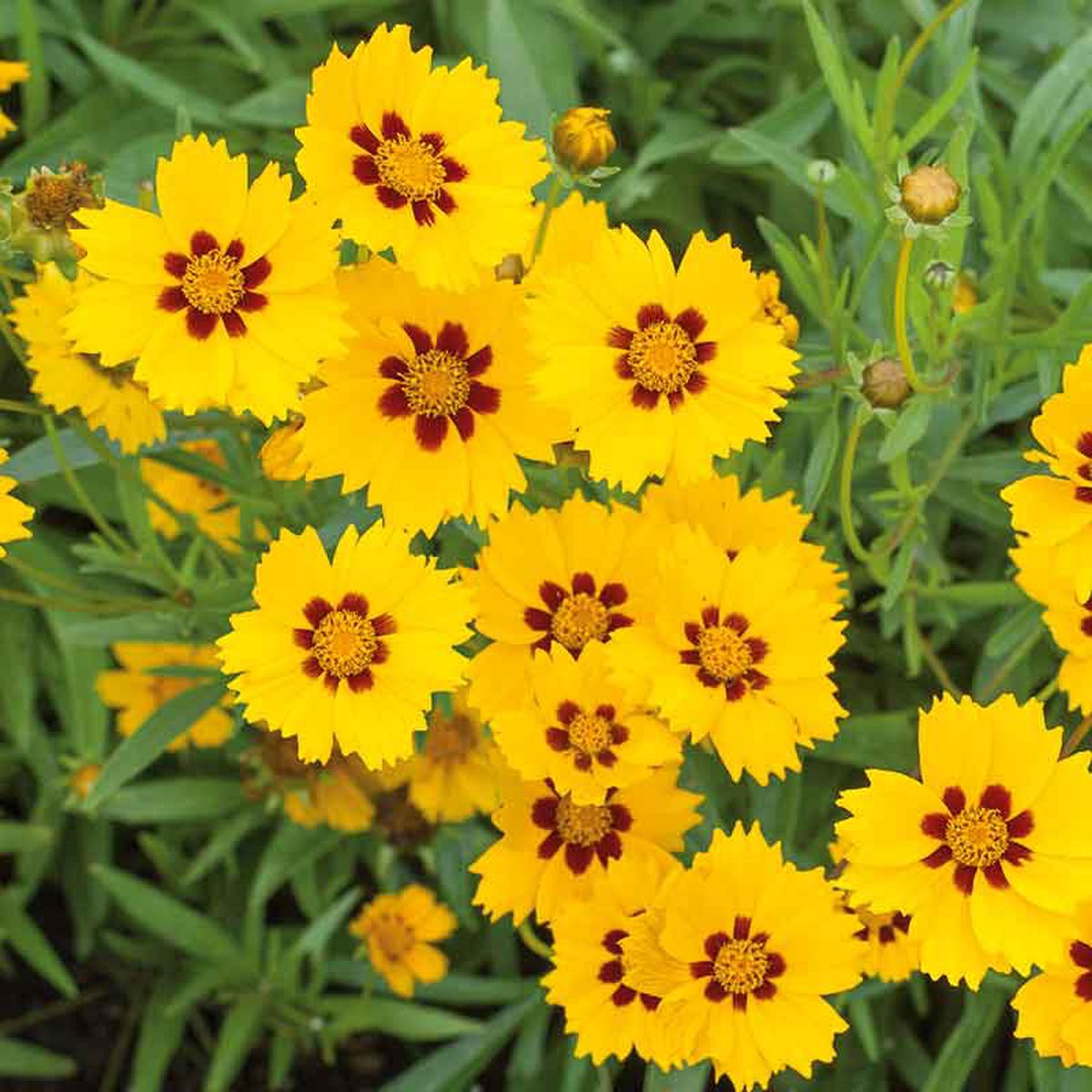 Coreopsis Seeds - Sterntaler