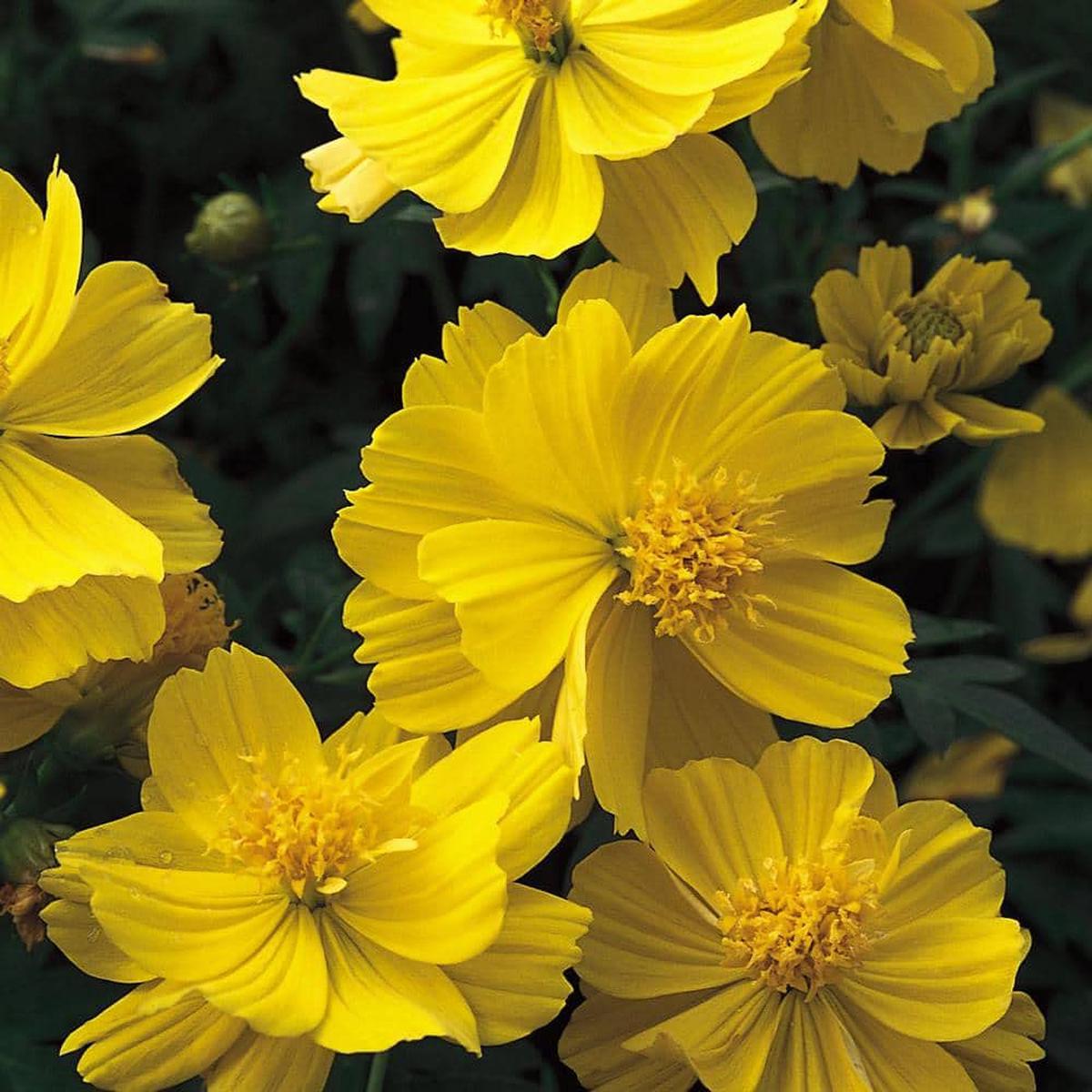 Cosmos Yellow Sunshine Seeds Sulphur Cosmos Tall Variety Seeds