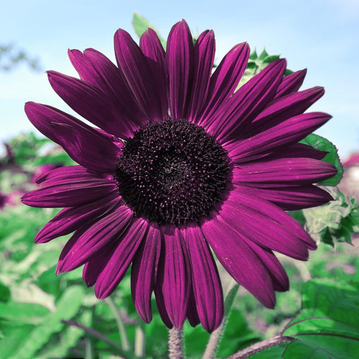 Deep Purple Sunflower Seeds for Planting Unique Heirloom Non-GMO High Germination Organic Garden Seeds