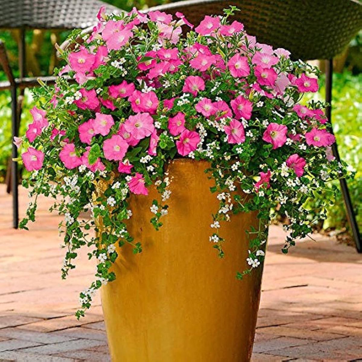 Double Petals Petunia Petunia spp. Seeds for Planting in Hanging Baskets