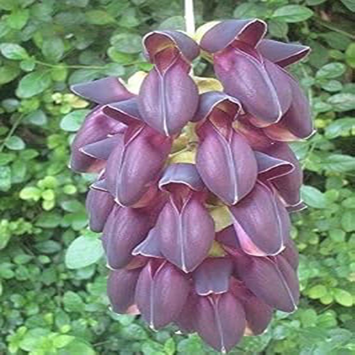 Endangered Jade Flower seeds for Planting - Seasonal Bloomer, Heirloom & GMO Free Seeds for Home Garden