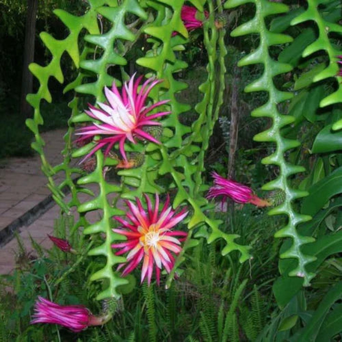 Epiphyllum Anguliger Flower seeds for Planting Bright Blooms Heirloom & GMO Free Seeds for Home Garden