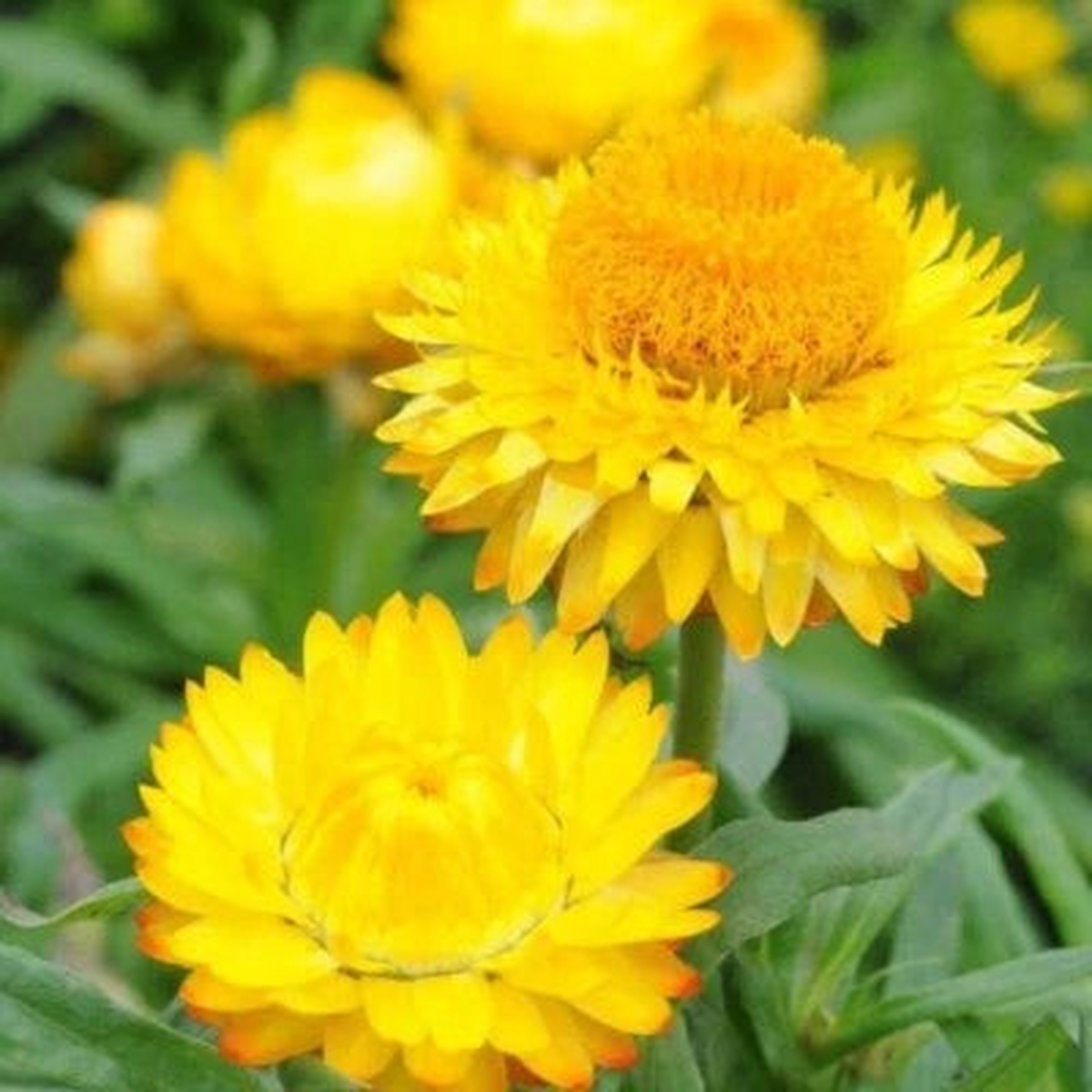 Golden Yellow Strawflower Seeds for Planting Non-GMO Seed Store Heirloom