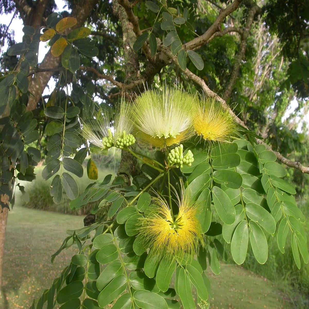 Green Albizia Flower Seeds Heirloom Non-GMO High Germination Organic Garden Seeds for Planting