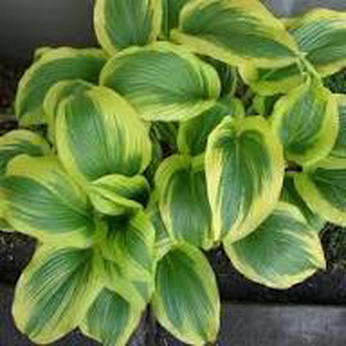 Green Hosta Flower Seeds for Planting | Heirloom Non-GMO High Germination Organic Garden Seeds