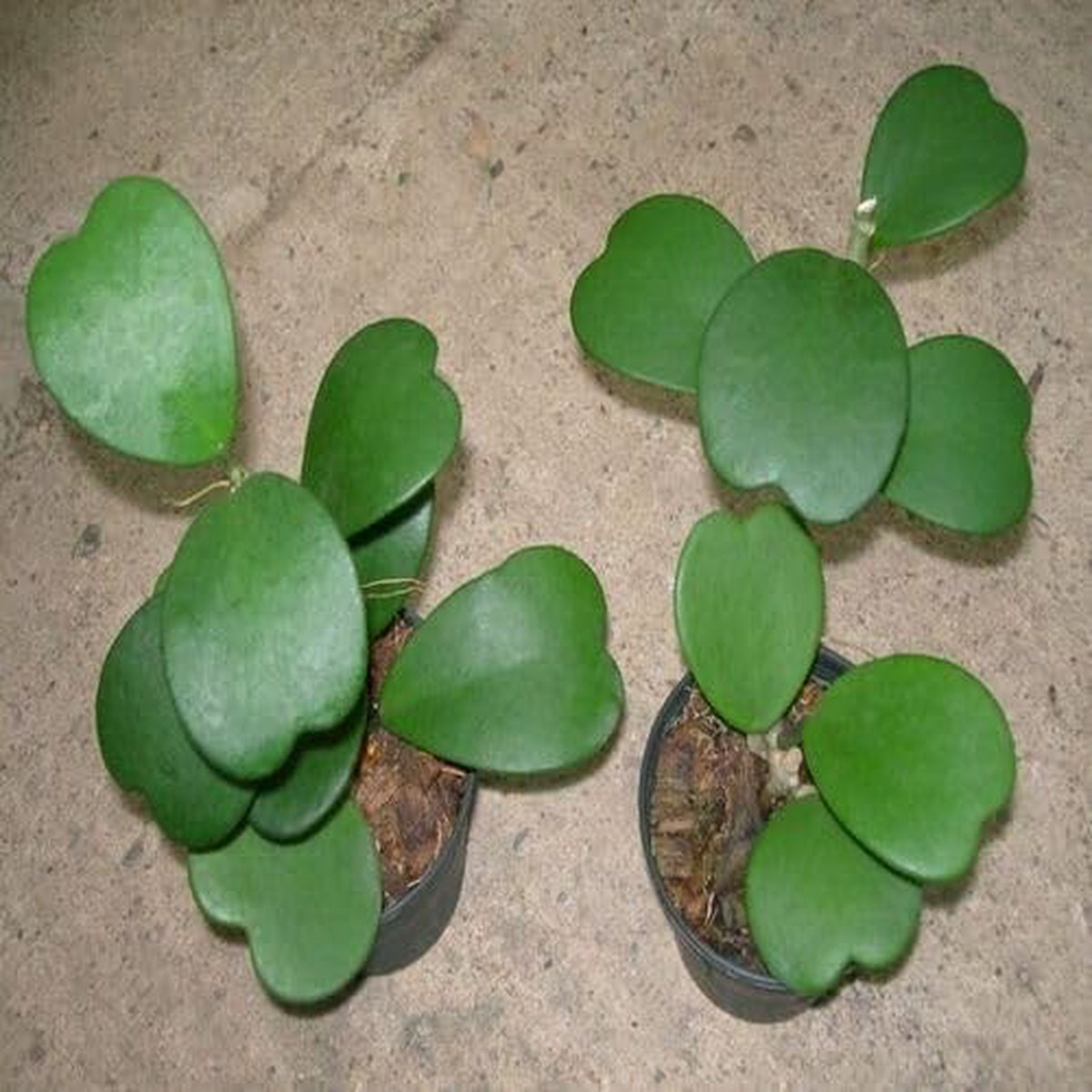 Green Hoya Kerrii - Heirloom, Non - Gmo Seeds