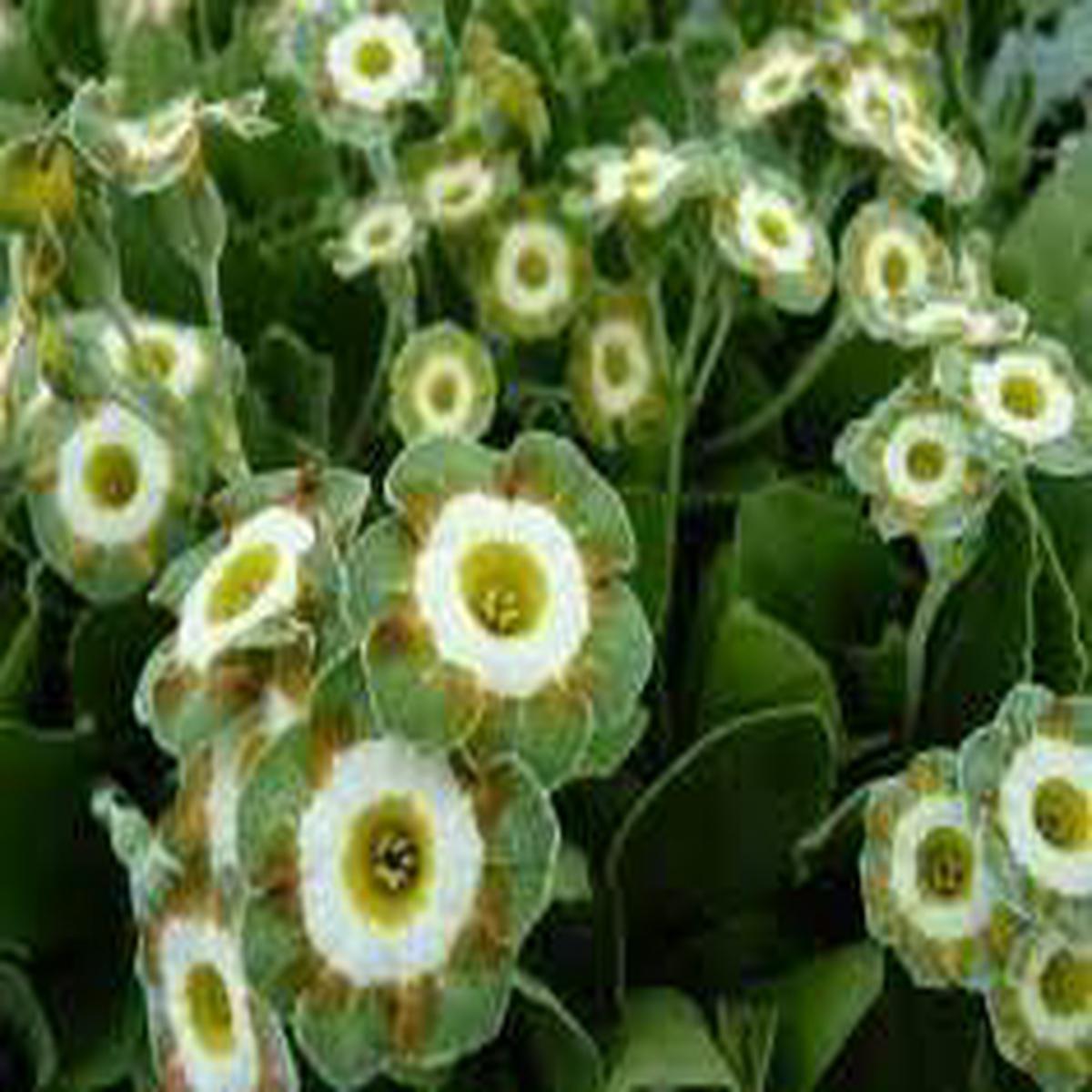 Green Shade Auricula Flower seeds for Planting - Shade Tolerant, Heirloom & GMO Free Seeds for Home Garden