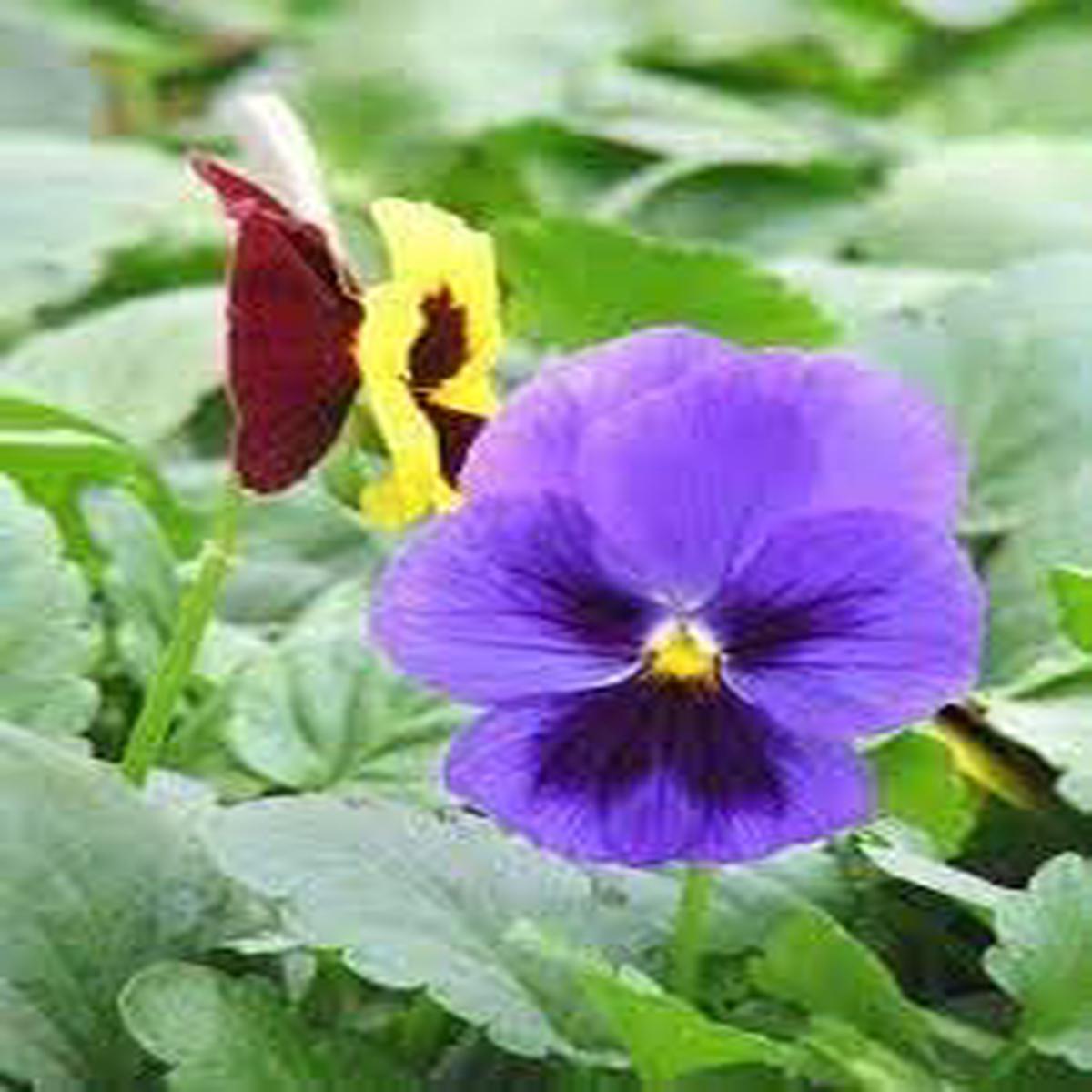 Heirloom Mexican Pansy Flower Seeds for Planting Non-GMO Organic Garden Blooms