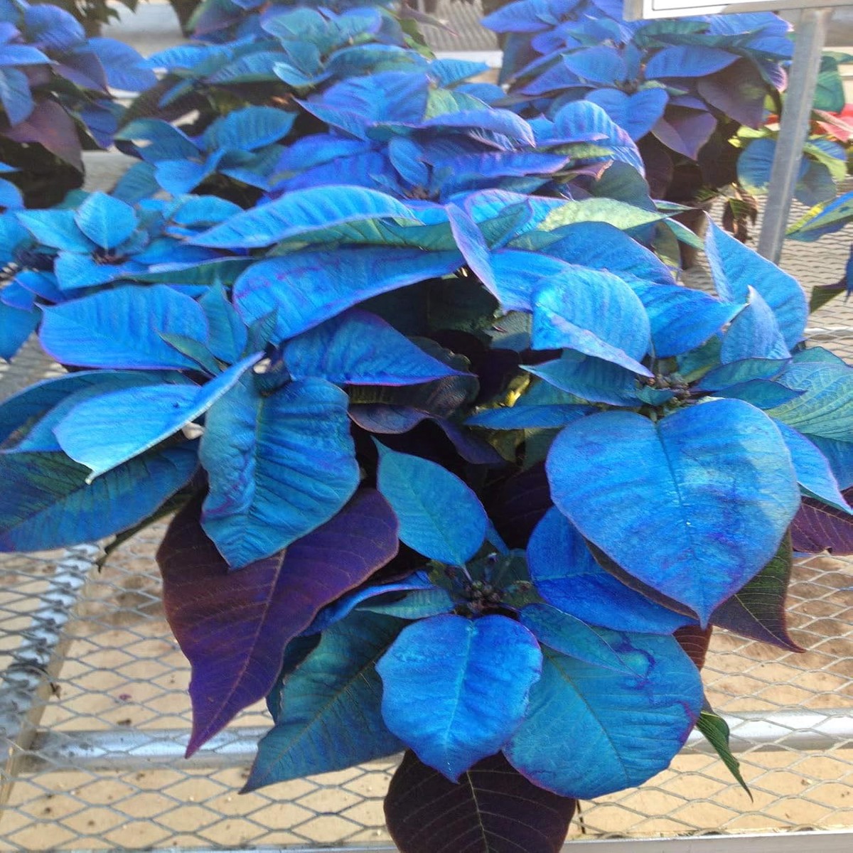Heirloom Non-GMO Sky Blue Poinsettia Flower Seeds for Planting Rare Colorful Blooming Flower Seeds