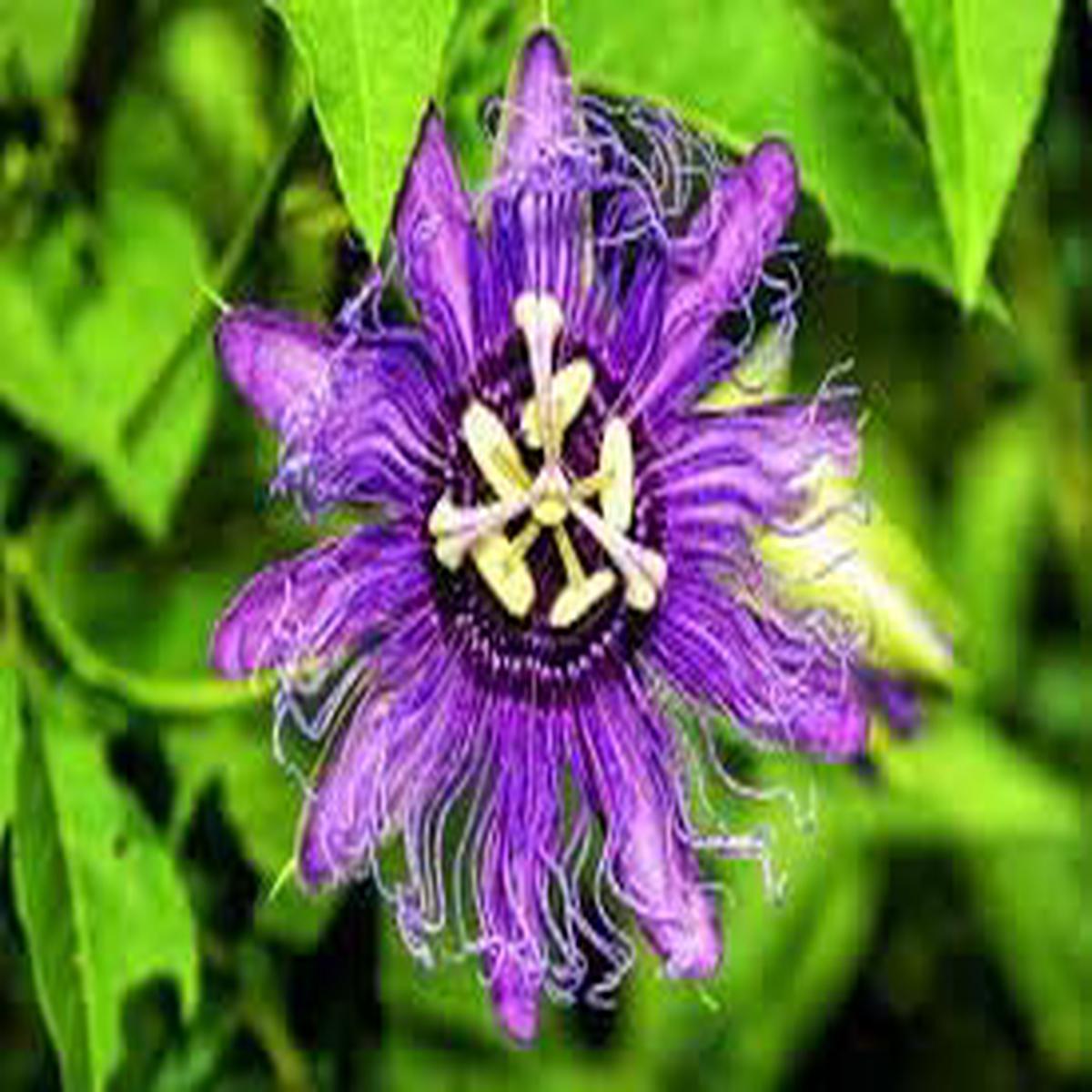 Heirloom Passion Flower Seeds Non-GMO, High Germination Organic Garden Seeds