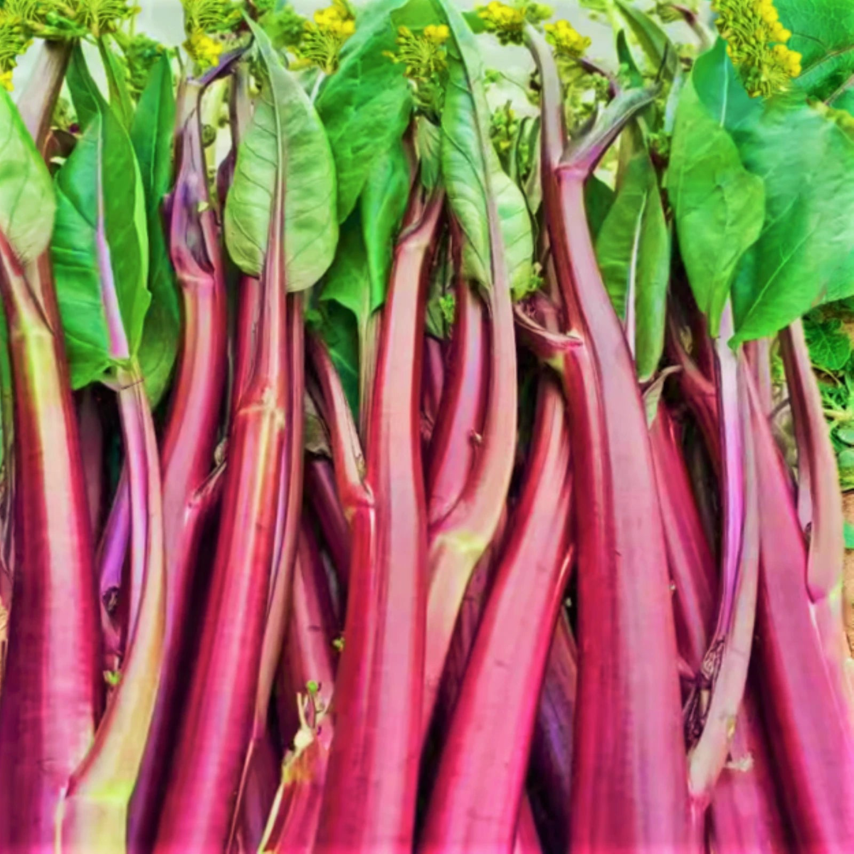 Hon Tsai Tai Purple Yu Choy Sum Seeds Red Cabbage Bok Chinese Seed Heirloom, Non-GMO, High Germination Organic Garden Seeds
