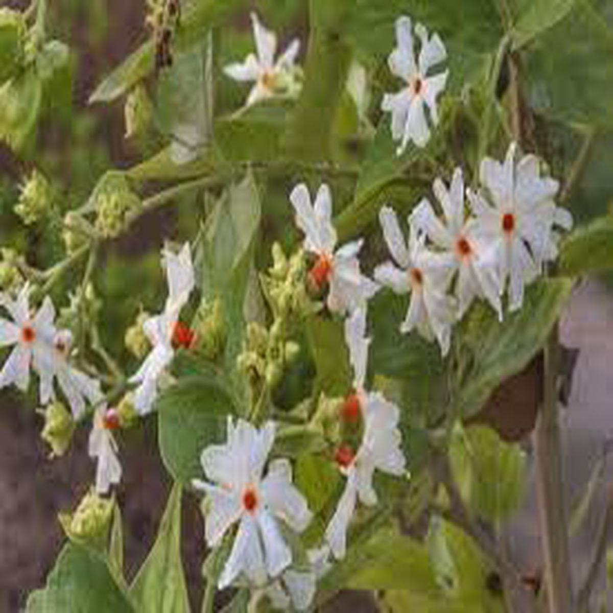 Jasmine flower seeds - NON GMO Seeds