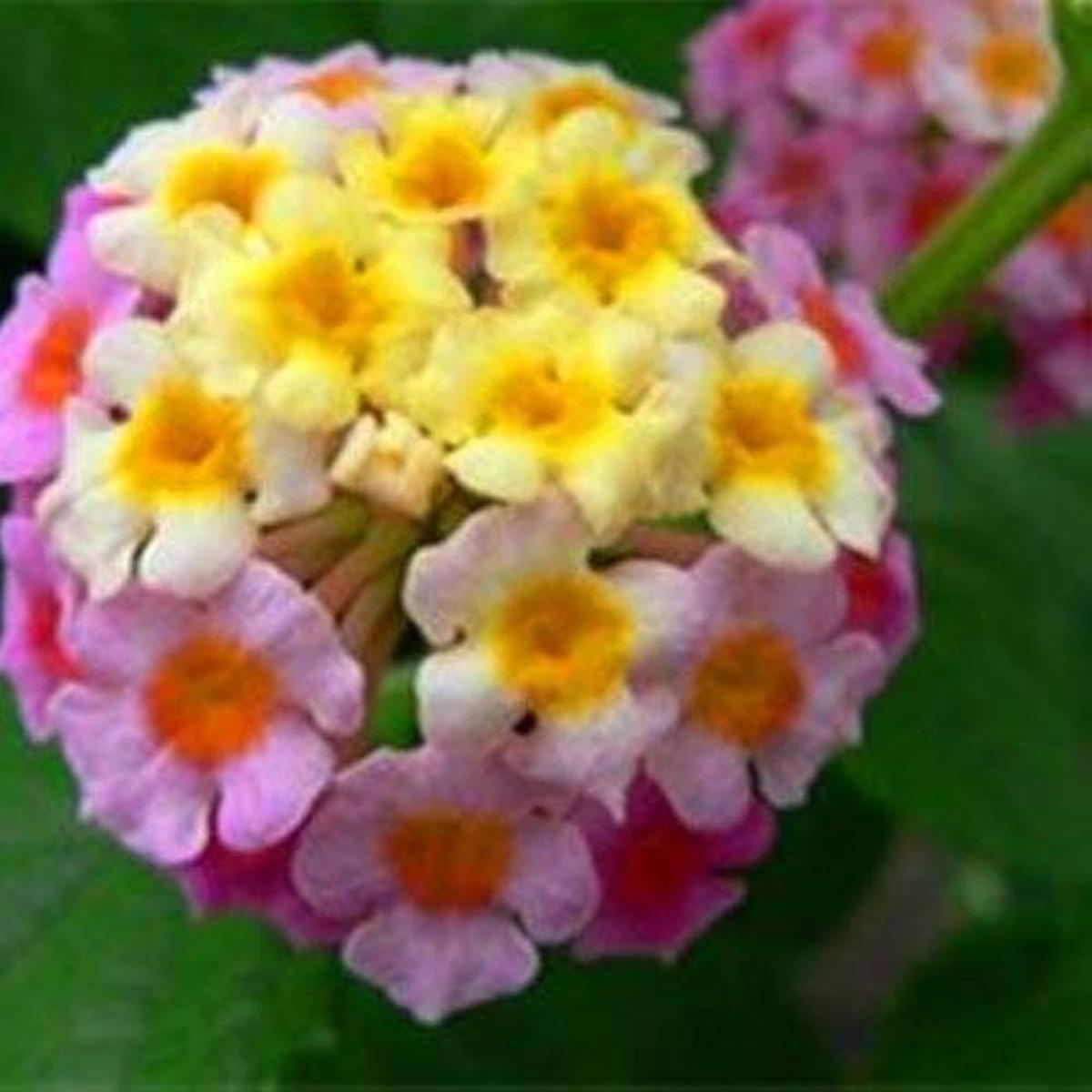 Lantana Camara Bonsai Seeds Five Color Hydrangea