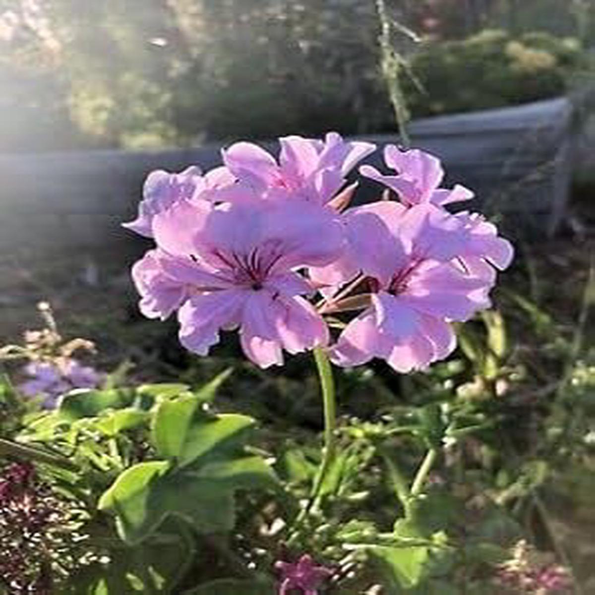 Lavender Geranium Flower seeds for Planting - Hardy Variety, Heirloom & GMO Free Seeds for Home Garden