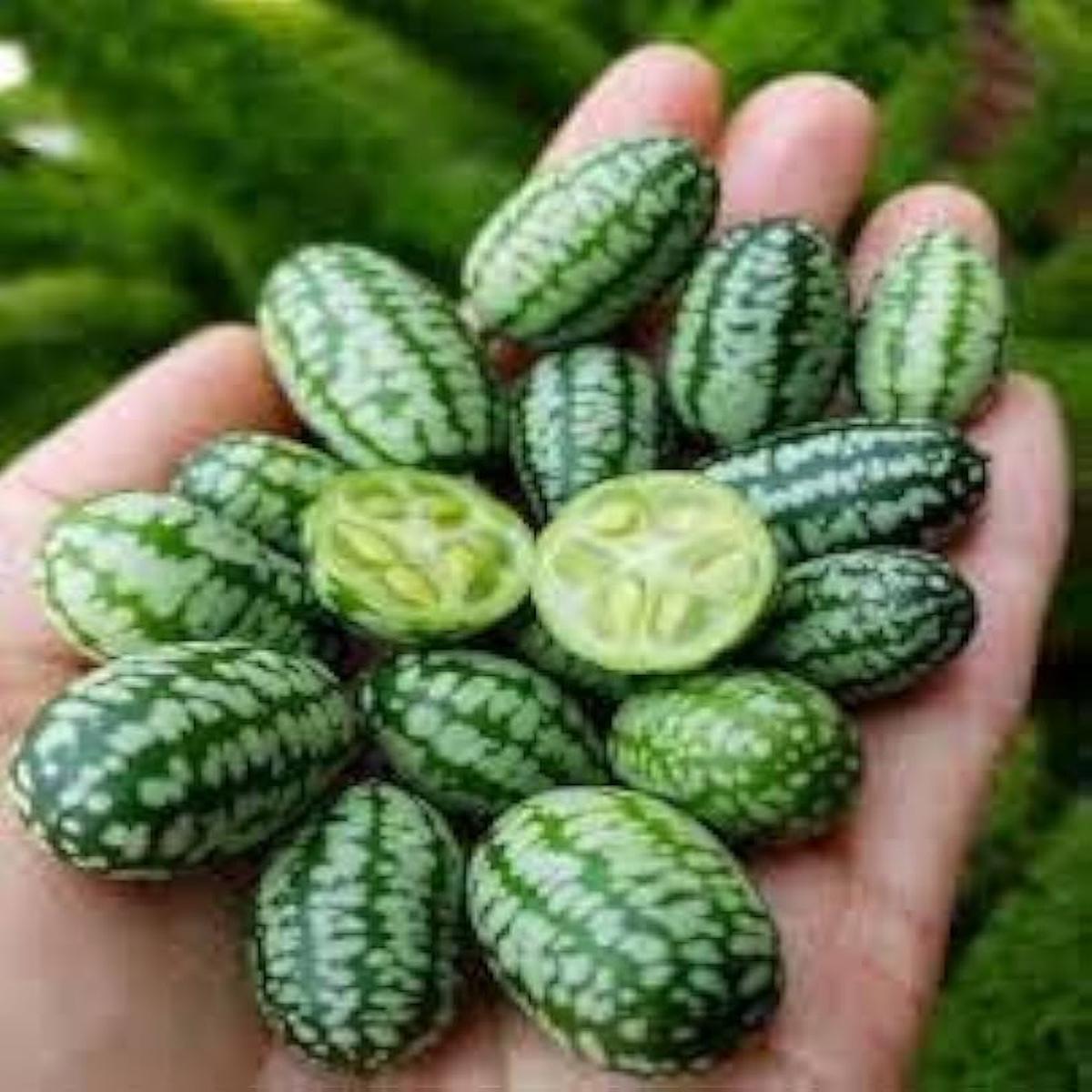 Mini Pepquino Watermelon For Planting Citrullus Lanatus For Vegetable Patches And Edible Landscapes