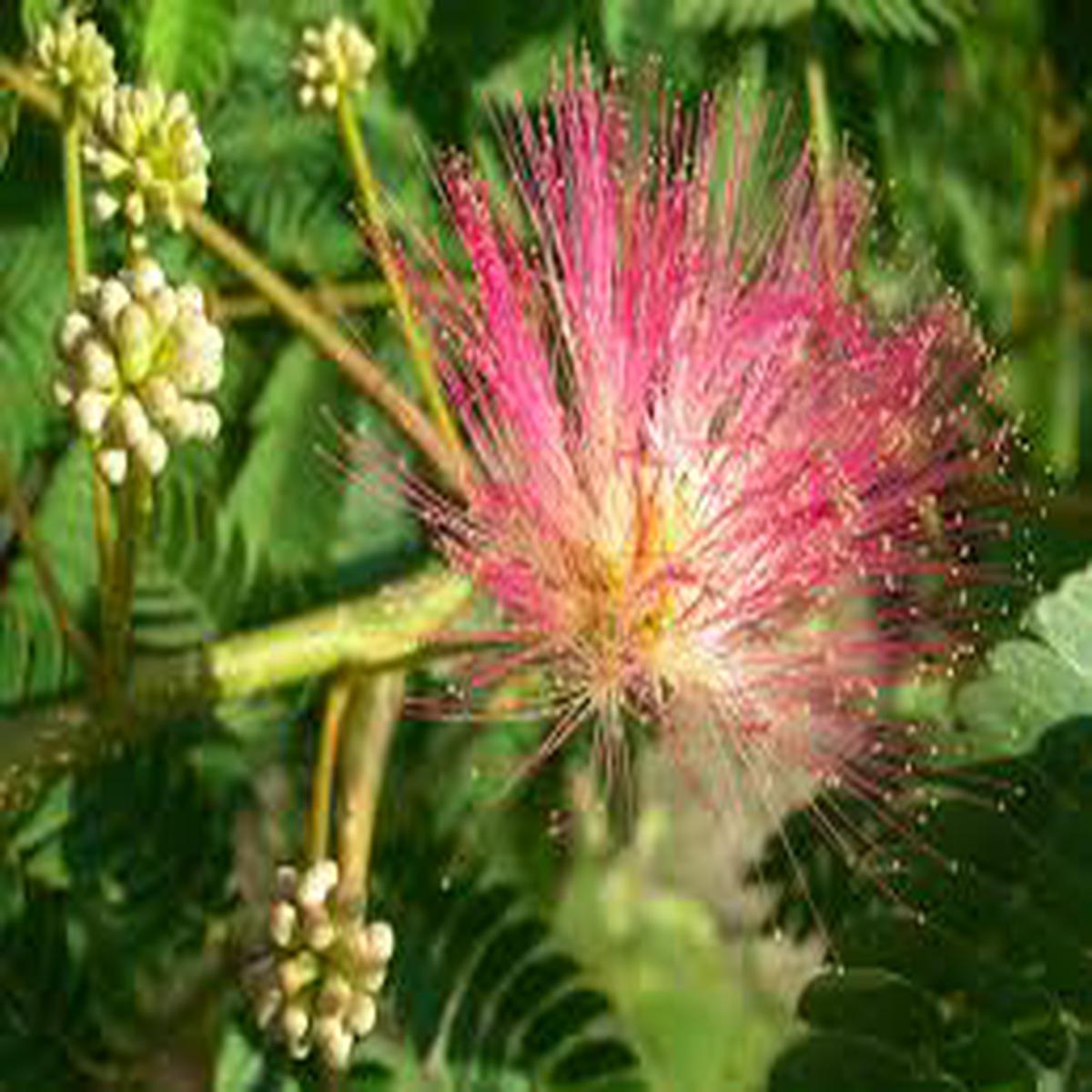 Orange Albizia Flower Seeds for Planting Heirloom, Non-GMO, Shade Tolerant Organic Garden Seeds