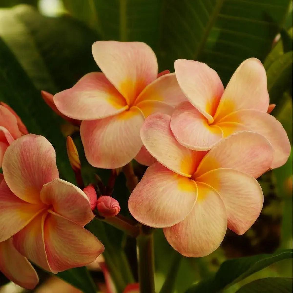 Orange Frangipani Flower seeds for Planting - Garden Favorite, Heirloom & GMO Free Seeds for Home Garden