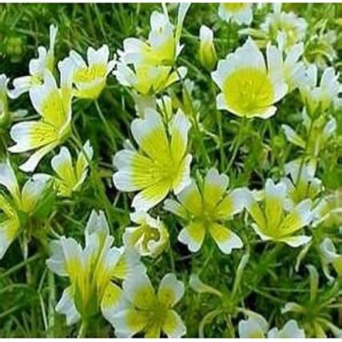 Organic White Yellow Limnanthes Douglasii Flower Seeds for Planting Heirloom, Non-GMO