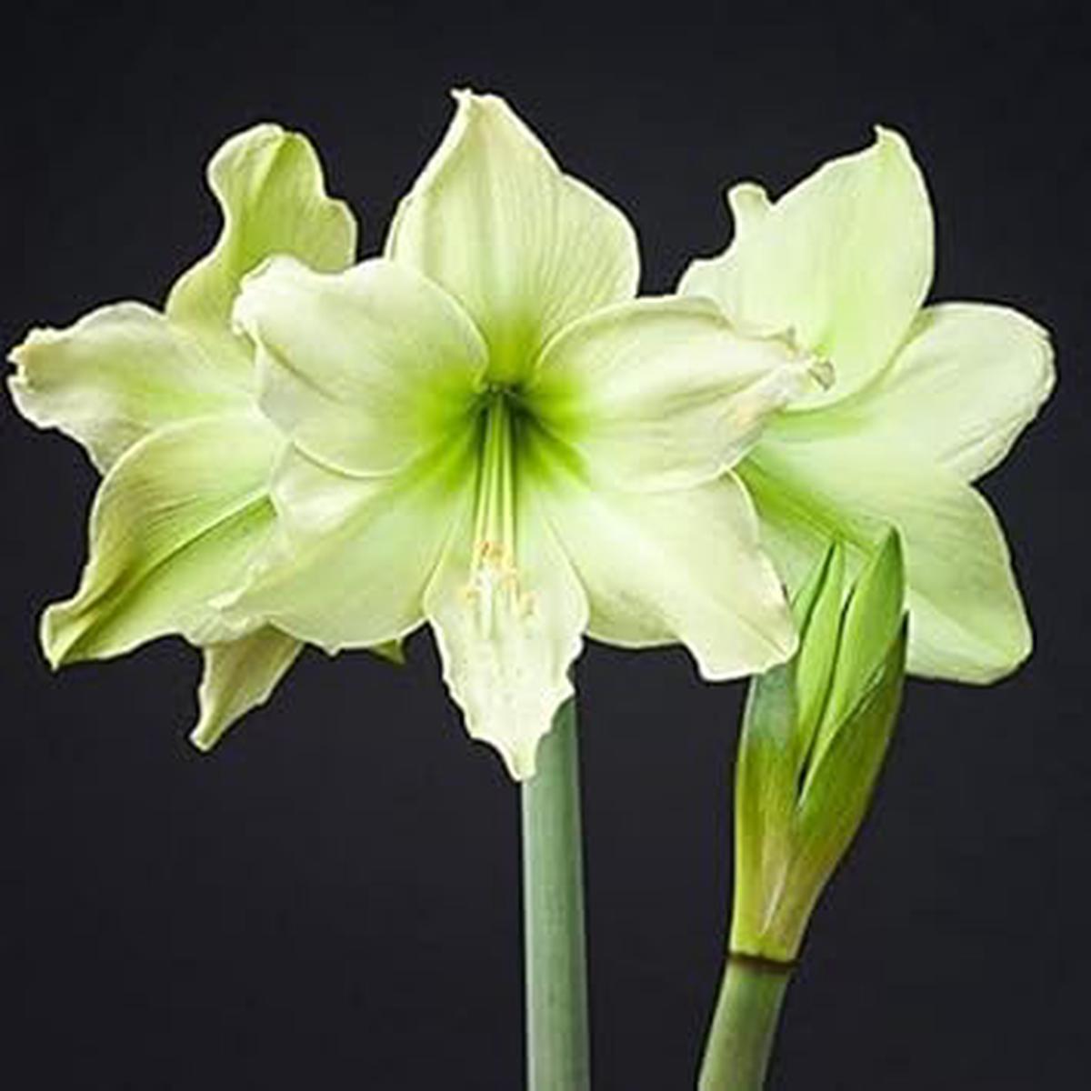 Pale Green Amaryllis Flower Seeds for Garden Planting Heirloom Non-GMO, High Germination Organic Garden Seeds
