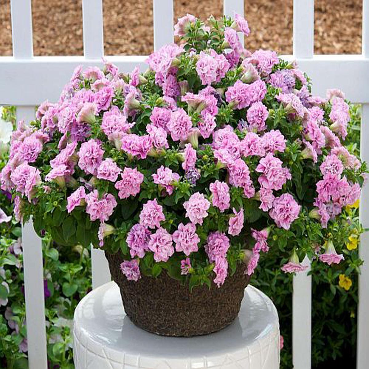 Petunia Double Pink Imported Heirloom, Non-GMO, High Germination Organic Garden Seeds