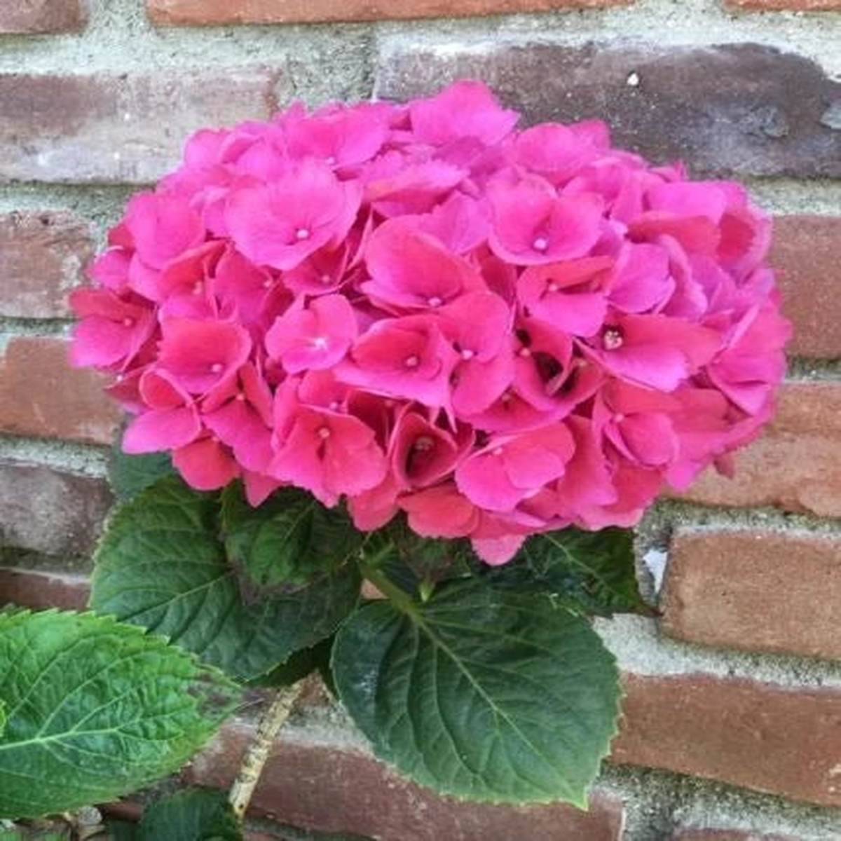 Pink Hydrangea Seeds Perennial Garden Shrub Flowers Flowers Seed US SELLER Heirloom, Non-GMO, High Germination Organic Garden Seeds