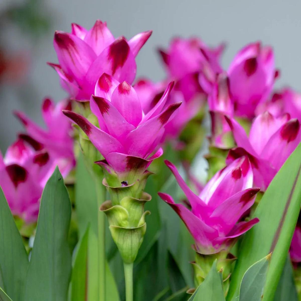 Pink Rhizoma Curcuma Flower seeds for Planting Shade Tolerant Heirloom & GMO Free Seeds for Home Garden Sale