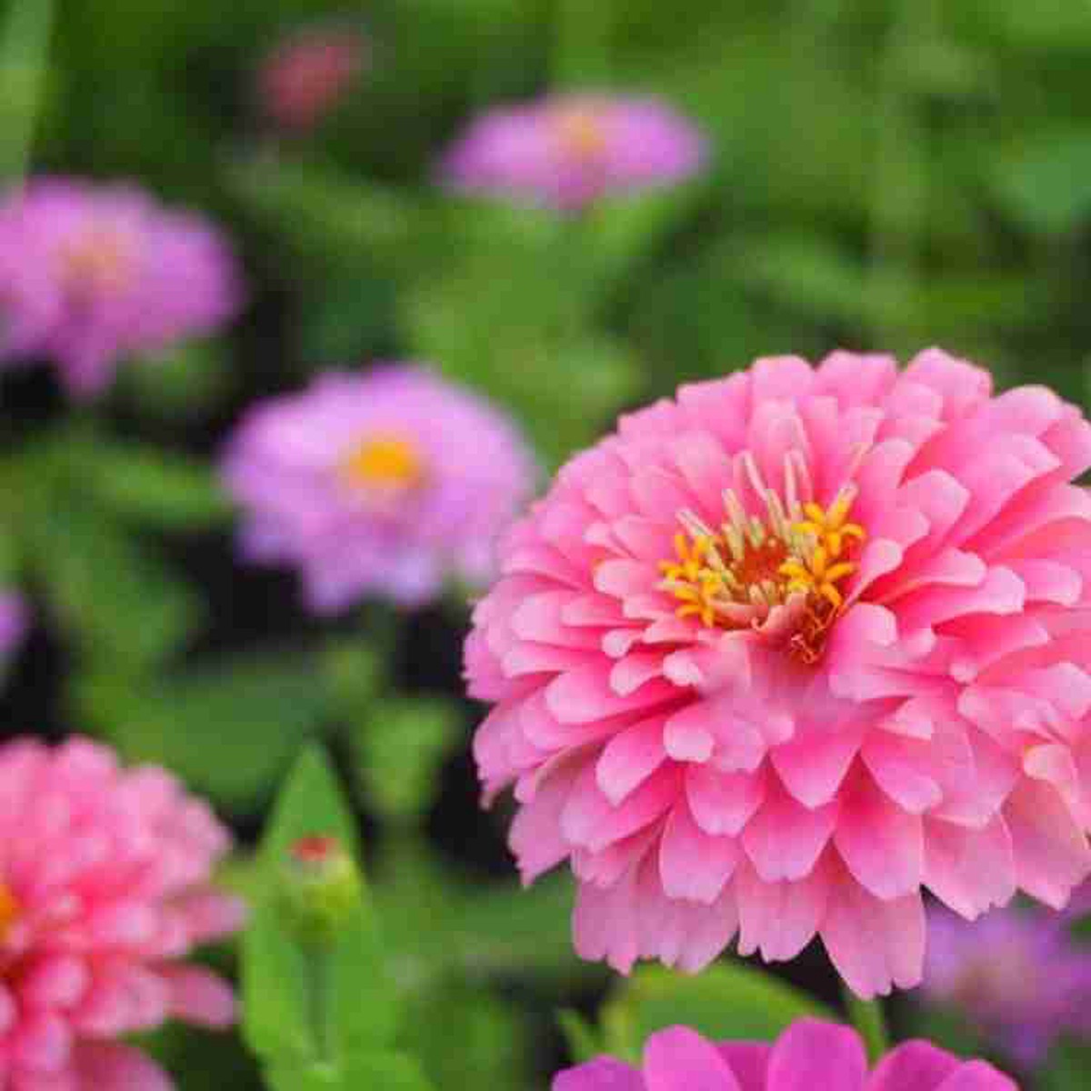 Pink Zinnia Flower For Planting Light Blooms Non Gmo Heirloom Flower Seeds for Home Garden