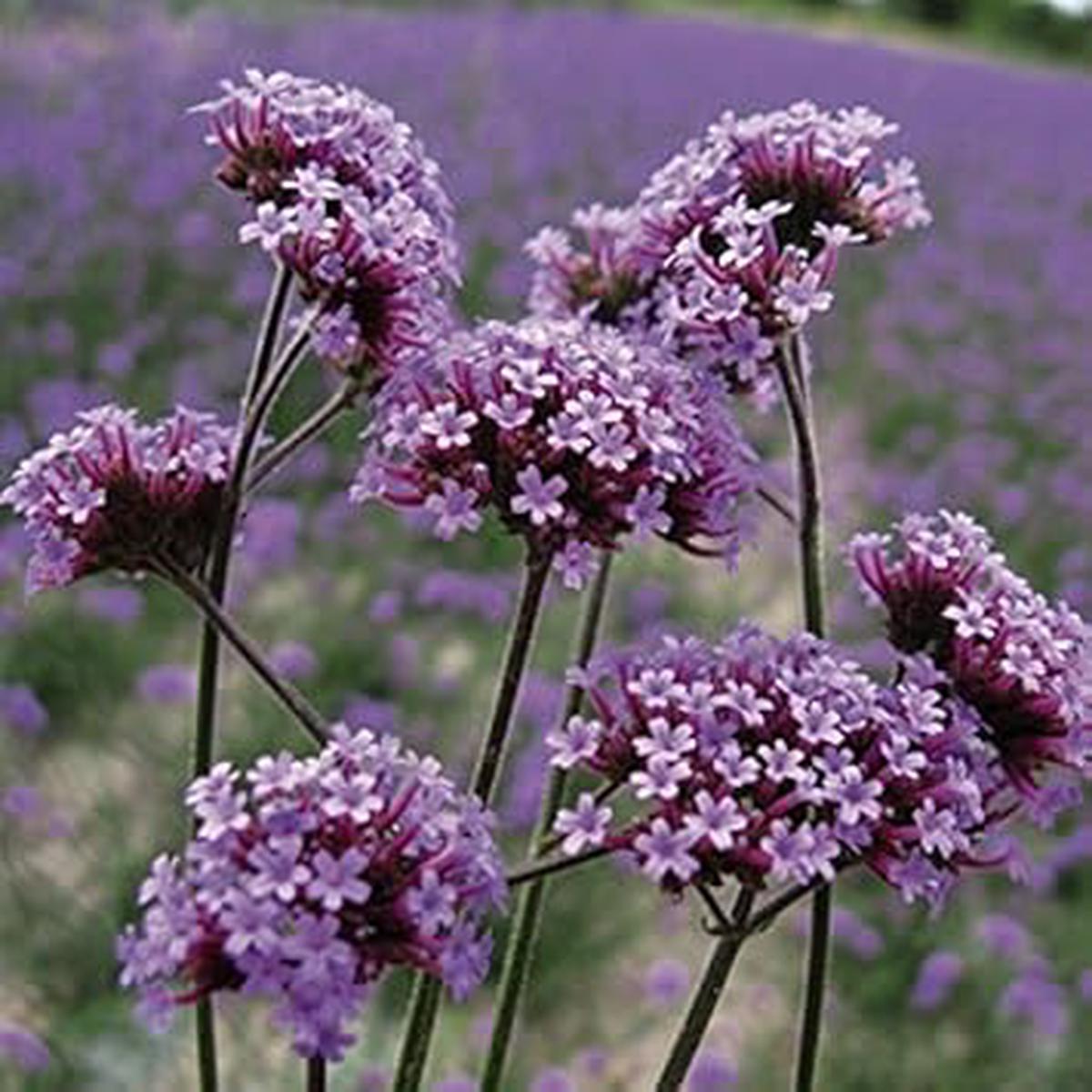 Purple Verbena Bonariensis Flower Seeds Heirloom Non-GMO Seeds for Garden Planting