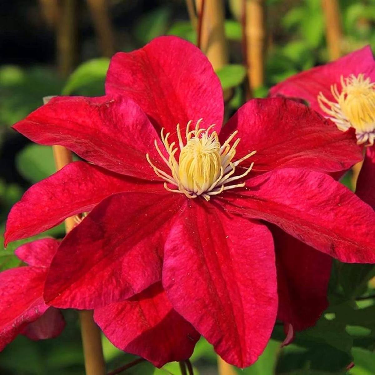 Red Clematis Flower Bulbs Clematis Spp Large Blooms Flower Seeds Home Garden Planting,