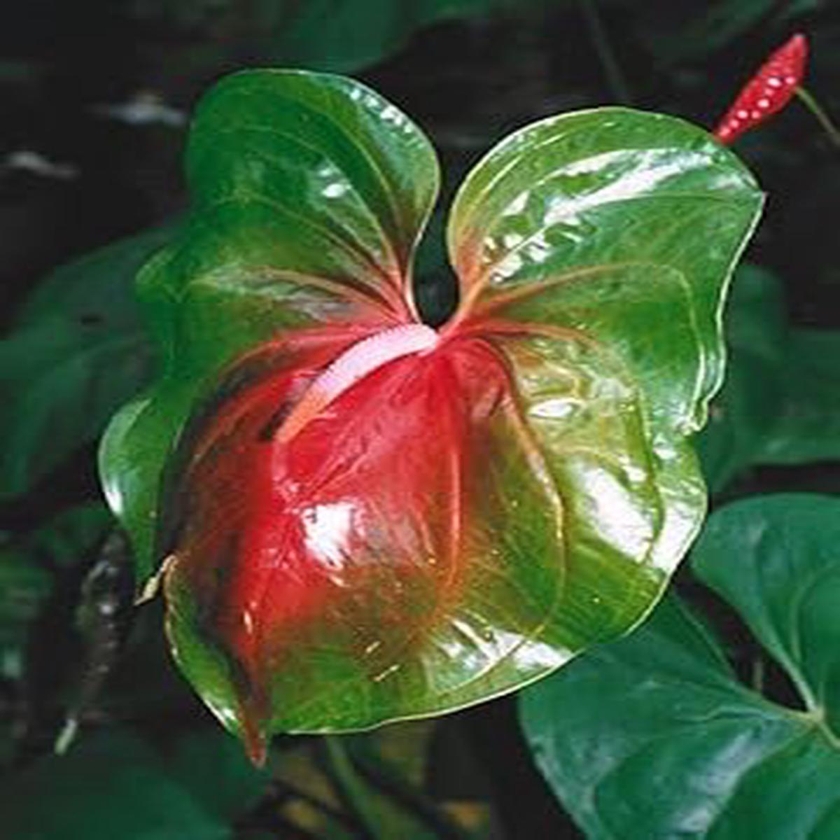 Red & Green Anthurium Plant Seeds for Planting Heirloom, Non-GMO, Organic Garden Seeds, High Germination Tropical Flowers