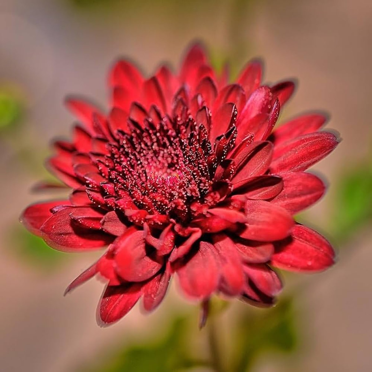 Red Heirloom Non Gmo Chrysanthemum Flower For Planting Bold Autumn Garden Blooms Flower Seeds for