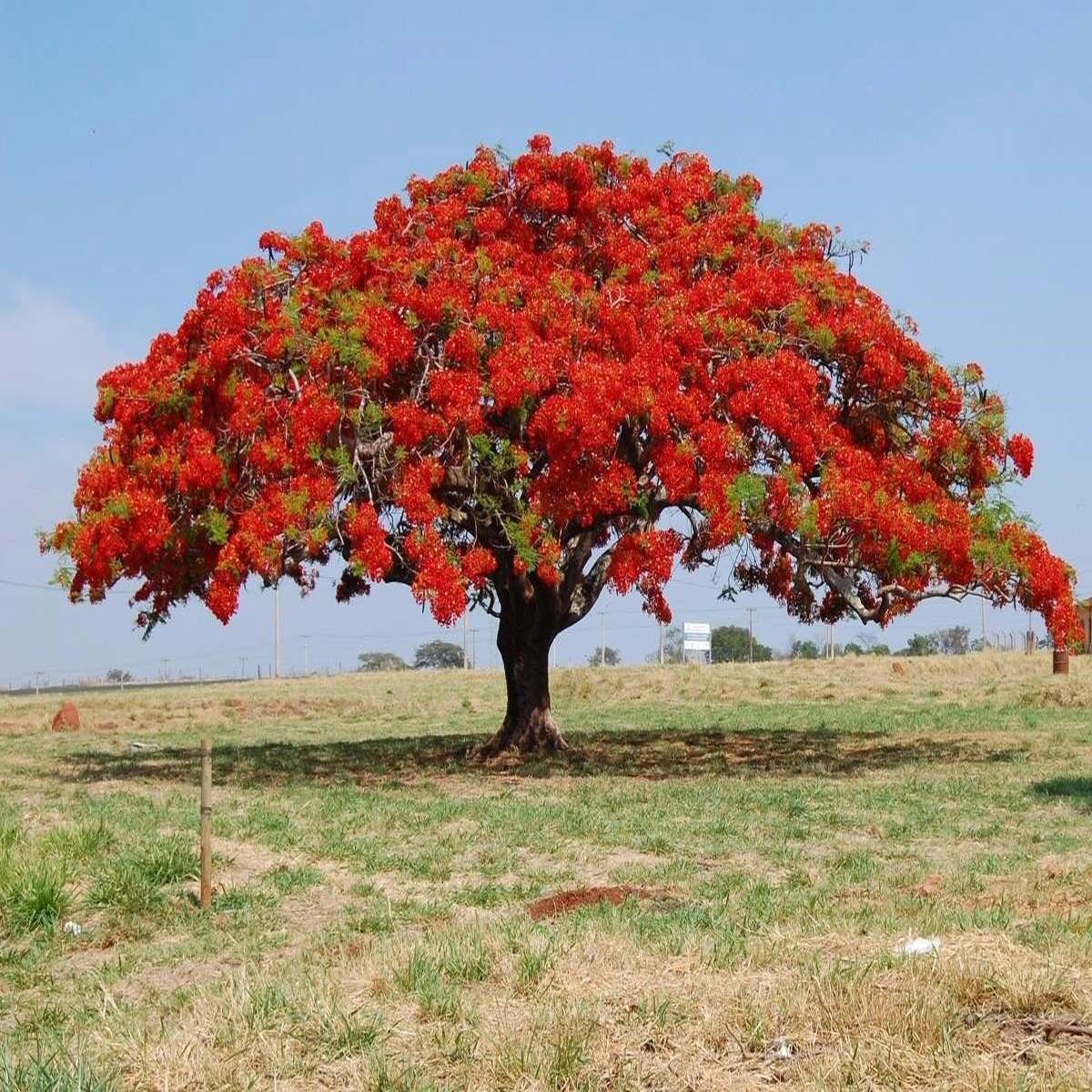 Red Jacaranda flower seeds heirloom, non-GMO seeds for planting