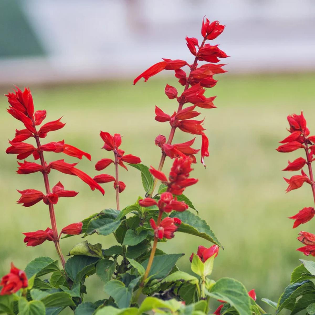 Salvia Coccinea Flower Seeds for Planting Heirloom, Non-GMO, Pollinator-Friendly, Annual