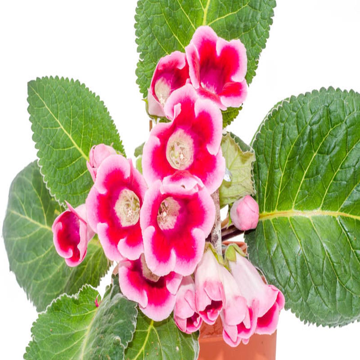 Sinningia Gloxinia Flower seeds for Planting - Cut Flower Favorite, Heirloom & GMO Free Seeds for Home Garden, 100 pcs