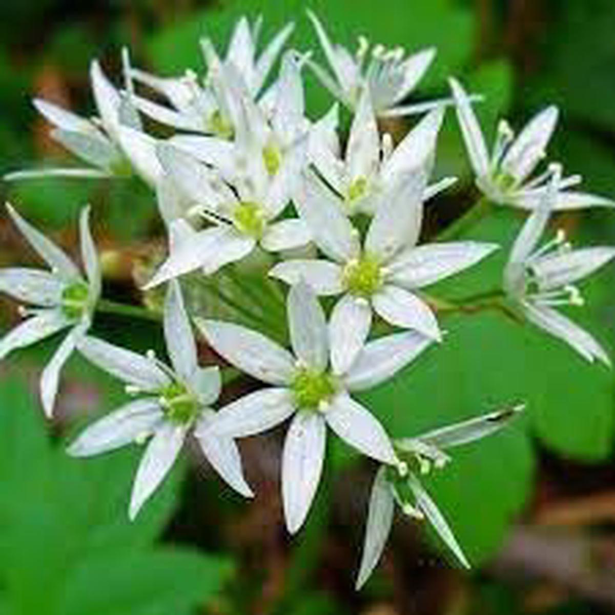 Ursinum Flower Seeds for Planting Wild Garlic Blooms Heirloom, Non-GMO, High Germination