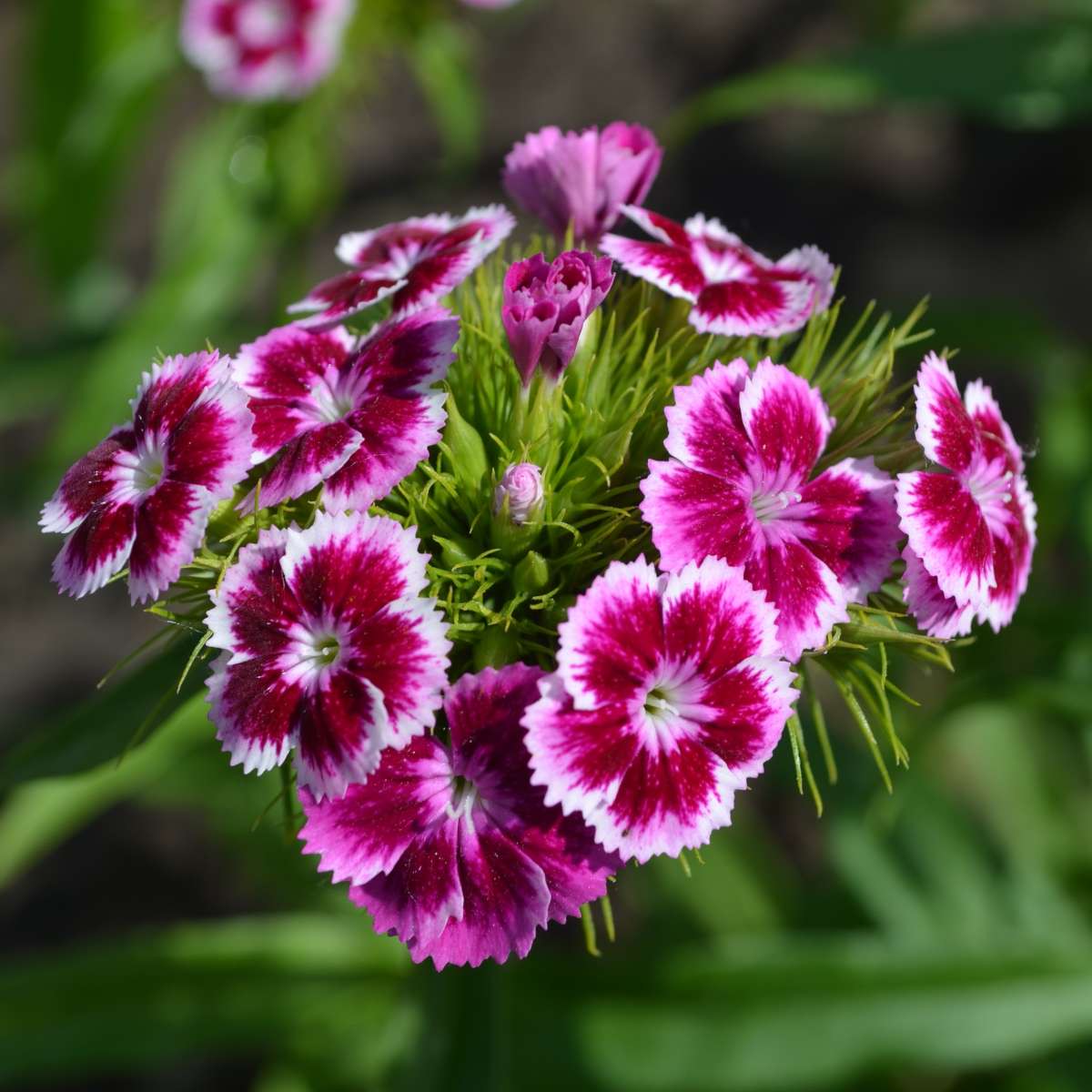 White Pink Carnation Flower Seeds for Planting Heirloom, Non-GMO, High Germination Organic Garden Seeds