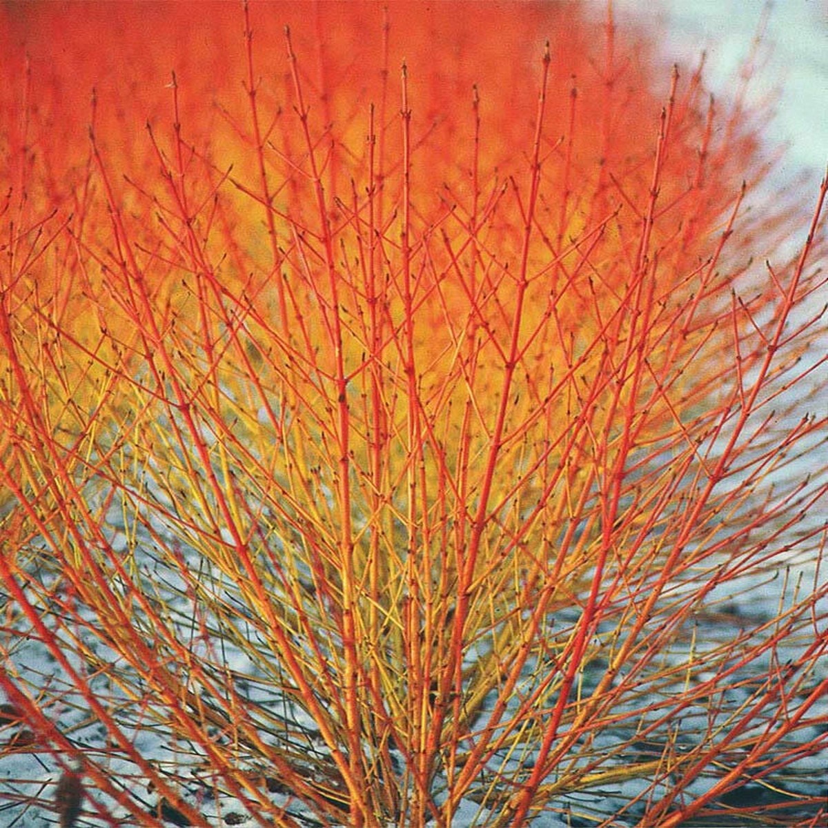 Winter Flame Fire Bush Hedge Seeds Bloodtwig Red Dogwood Cornus Sanguinea Heirloom, Non-GMO, High Germination Organic Garden Seeds
