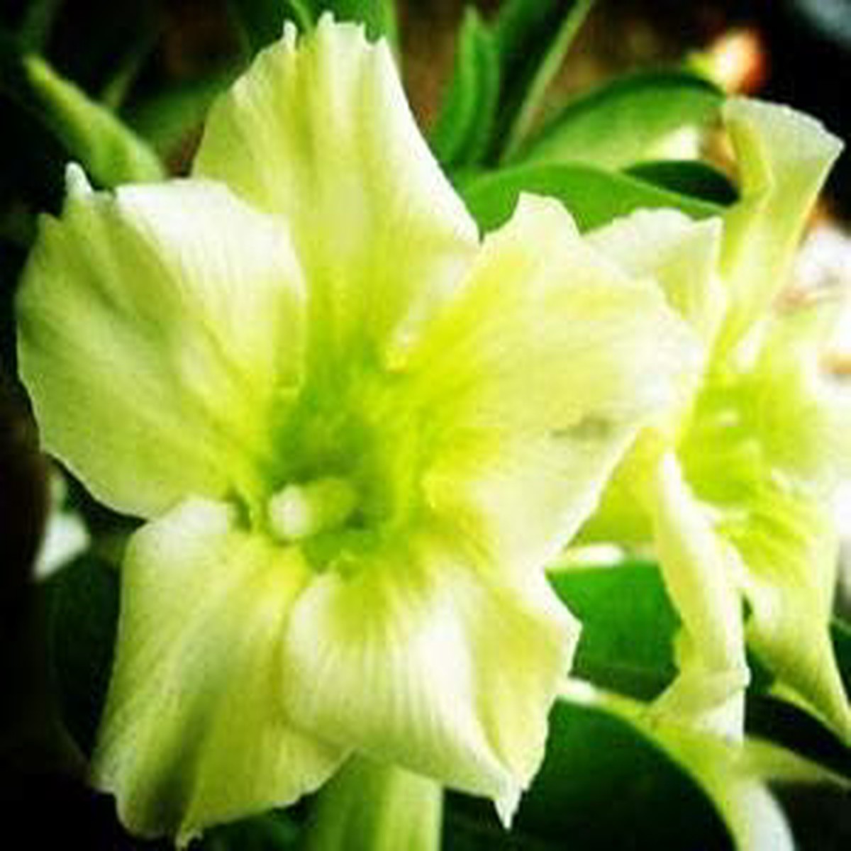 Yellow Green Adenium Flower Seeds for Planting Heirloom, Non-GMO, High Germination Organic Garden Seeds