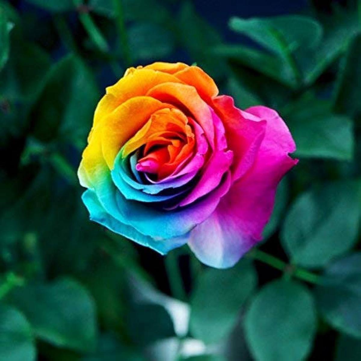 Yellow Rainbow Rose Flower Seeds for Planting Heirloom, Non-GMO, High Germination Organic Garden Seeds Easy to Grow